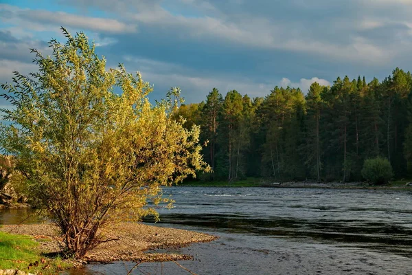 Rusland Berg Altai Stenen Oever Van Biya Rivier Bij Bron — Stockfoto