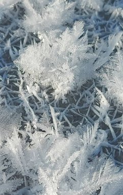 Rusya, Kuznetsk Alatau. Kar ve sert donların yokluğu Taiga gölünün buzunda güzel buz kristalleri oluşturdu..