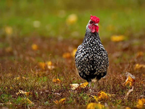 Rusia Región Moscú Istra Gallo Raza Dominante Pavonea Largo Del —  Fotos de Stock