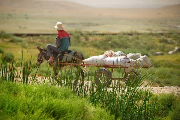 Chirtok Tayikistán Agosto 2019 Joven Campesino Montado Burro Tirado Por —  Fotos de Stock
