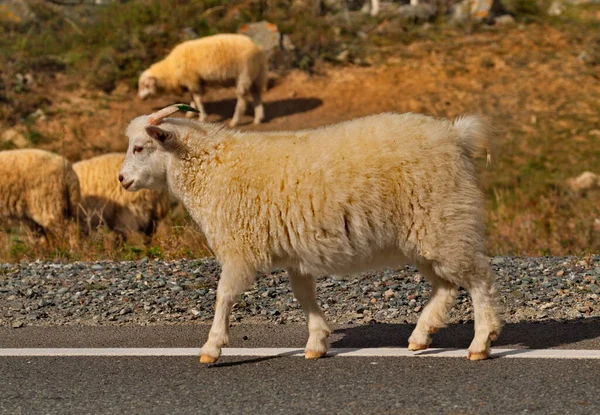 Russland Südwestsibirien Gorny Altai Eine Herde Heimischer Ziegen Und Schafe — Stockfoto