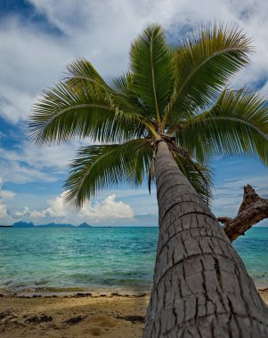 Malezya. Semporna. Borneo 'nun doğu kıyısı boyunca Hindistan cevizi palmiyeleriyle kaplı mercan adalarından biri..