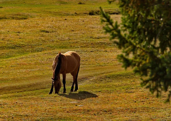 Rússia Gorny Altai Cavalos Domésticos Pastam Pacificamente Pasto Outono Nos — Fotografia de Stock