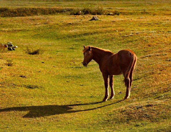 Ρωσία Γκόρνι Αλτάι Κατοικίδια Άλογα Βόσκουν Ειρηνικά Στο Φθινοπωρινό Βοσκότοπο — Φωτογραφία Αρχείου