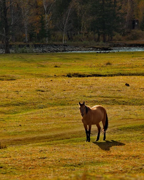 Russland Gorny Altai Hauspferde Grasen Friedlich Auf Der Herbstweide Den — Stockfoto