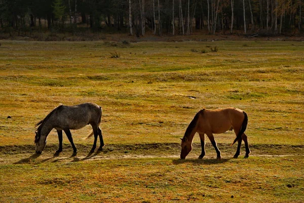 Rosja Gorny Altai Konie Domowe Wypasają Się Pokojowo Jesiennym Pastwisku — Zdjęcie stockowe