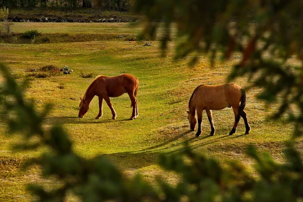 Rosja Gorny Altai Konie Domowe Wypasają Się Pokojowo Jesiennym Pastwisku — Zdjęcie stockowe