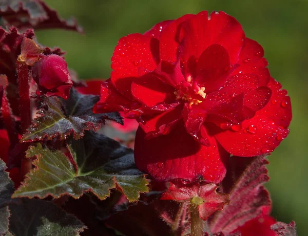 Zierpflanze Blühende Rote Begonie Begonie — Stockfoto