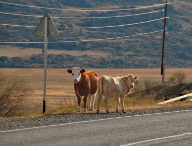 - Rusya. Batı Sibirya 'nın güneyi, Altai Dağı. Altai inekleri, kayalık bozkırların seyrek otlaklarından evlerine dönerler..