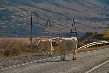 - Rusya. Batı Sibirya 'nın güneyi, Altai Dağı. Altai inekleri, kayalık bozkırların seyrek otlaklarından evlerine dönerler..
