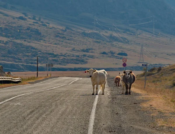 Rusya Batı Sibirya Nın Güneyi Altai Dağı Altai Inekleri Kayalık — Stok fotoğraf