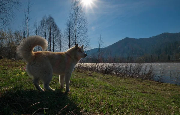 Husky Siberiano Uma Raça Cão Caracterizada Por Cabelos Grossos Olhos — Fotografia de Stock