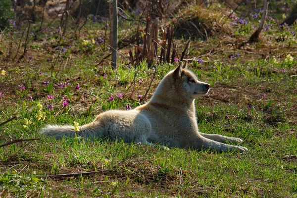Husky Siberiano Una Raza Perro Que Caracteriza Por Pelo Grueso —  Fotos de Stock