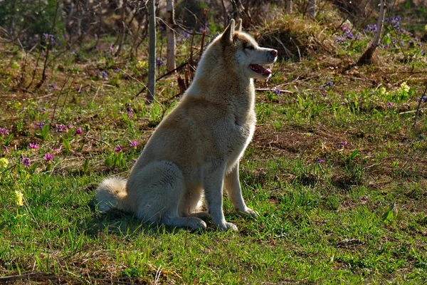 西伯利亚哈士奇是一种狗 其特征是浓密的头发和迷人的各种颜色的眼睛 外表上看 哈士奇是某种野性的东西 甚至是狼 但实际上它是一只友善可爱的狗 — 图库照片