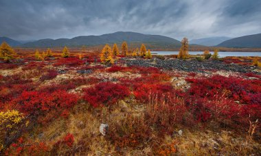 - Rusya. Uzak Doğu, Magadan bölgesi. Magadan otoyolu üzerindeki donmuş topraklarda sonbahar taygayı - Yakutsk.