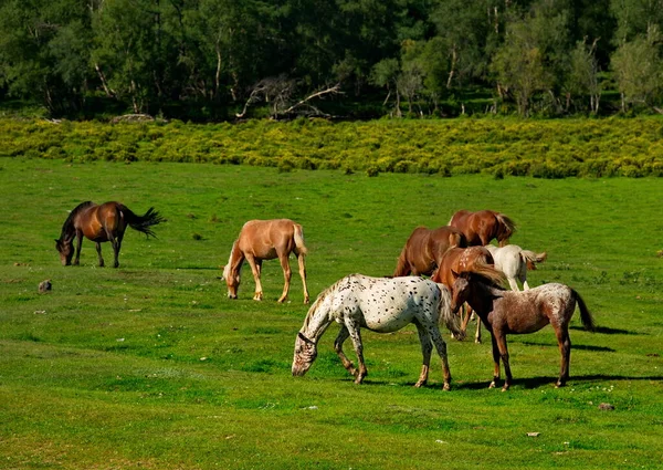 Rosja Górski Altai Konie Wypasają Się Pokojowo Wolnych Pastwiskach Pobliżu — Zdjęcie stockowe