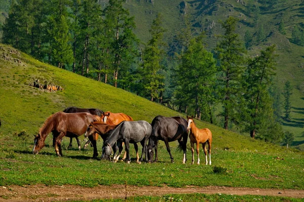 러시아 야보간 근처의 목초지에서 말들이 평화롭게 — 스톡 사진