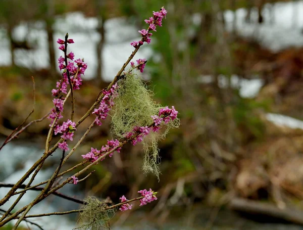 Rusia Kuznetsk Alatau Para Celebrar Floración Primavera Arbusto Daphne Mezereum — Foto de Stock