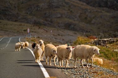 - Rusya. Gorny Altai. Jodro köyünün yakınındaki Chuya otoyolu boyunca otlayan koyun sürüsü..