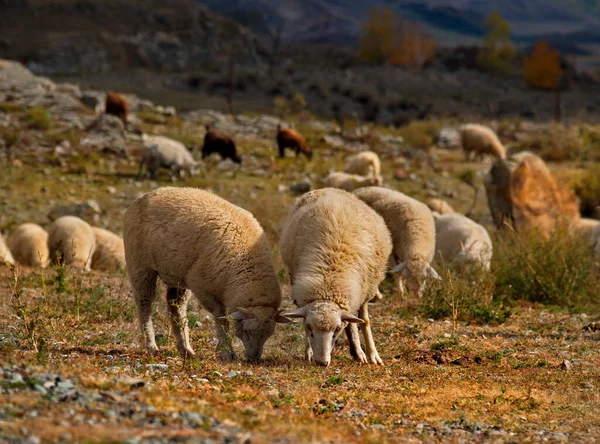 Russland Gorny Altai Schafherden Weiden Entlang Der Chuya Landstraße Der — Stockfoto