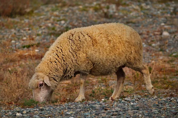 Russland Gorny Altai Schafherden Weiden Entlang Der Chuya Landstraße Der — Stockfoto