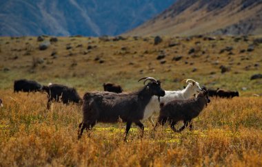 - Rusya. Altai Dağı. Katun nehri vadisindeki fakir otlaklarda keçiler.