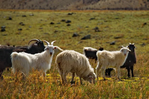 Rusland Berg Altai Geiten Arme Weiden Vallei Van Rivier Katun — Stockfoto