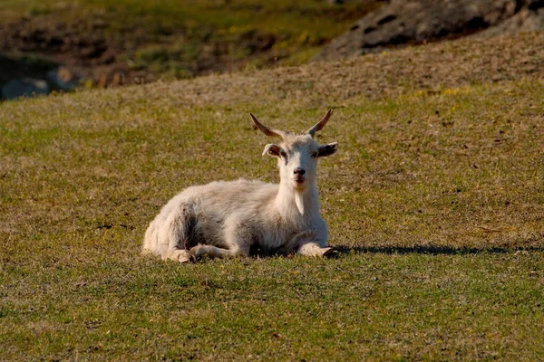 Russia Mountain Altai Goats Poor Pasture Valley Katun River — Stock Photo, Image