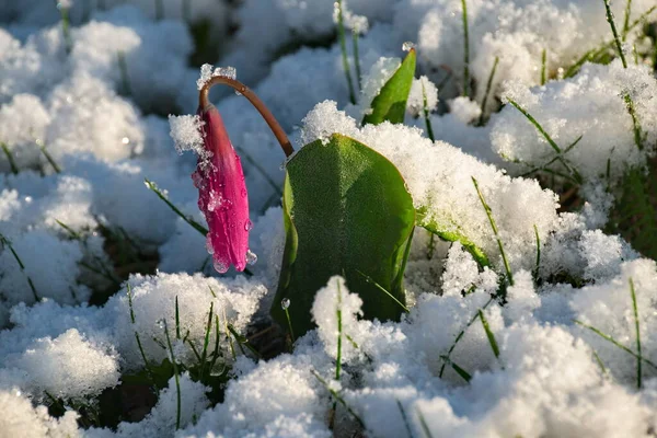 Rosja Górski Altai Wiosna Kandyk Syberyjski Pokryty Ostatnim Śniegiem Słońcu — Zdjęcie stockowe