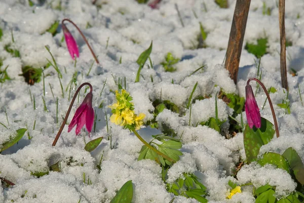 Russland Bergaltai Frühling Kandyk Sibirischen Mit Dem Letzten Schnee Der — Stockfoto
