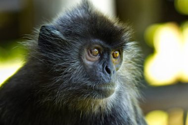 Doğu Malezya. Borneo adası. Maymun langur (maymun ailesi) adı Hintçe 'de 