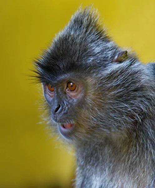 Ανατολική Μαλαισία Νησί Βόρνεο Όνομα Της Γλώσσας Μαϊμού Οικογένεια Μαϊμού — Φωτογραφία Αρχείου