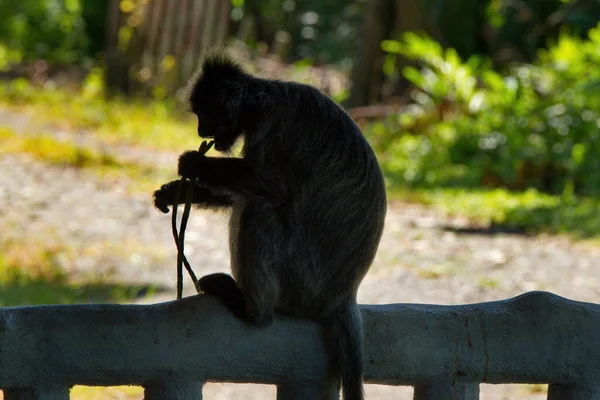 Malaysia Timur Pulau Kalimantan Nama Monyet Langur Keluarga Monyet Berasal — Stok Foto