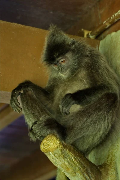 Malaysia Timur Pulau Kalimantan Nama Monyet Langur Keluarga Monyet Berasal — Stok Foto