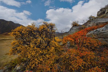 - Rusya. Batı Sibirya 'nın güneyi. Altai Dağı. Ekim ayı başlarında Kupchegen köyü yakınlarındaki Chui otoyolunda..