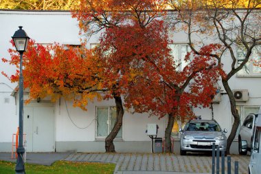 Moskova, Rusya. 08 Ekim 2018. Ostankino Gölü kıyısındaki bir binanın duvarında sonbahar renkleriyle parlayan bir akçaağaç..