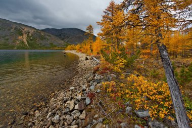- Rusya. Uzak Doğu, Magadan bölgesi. Eylül 06, 2018. Sonbahar renkleriyle çevrili yalnız bir balıkçı Maxi Gölü kıyısında dönen bir oltada balık tutuyor..