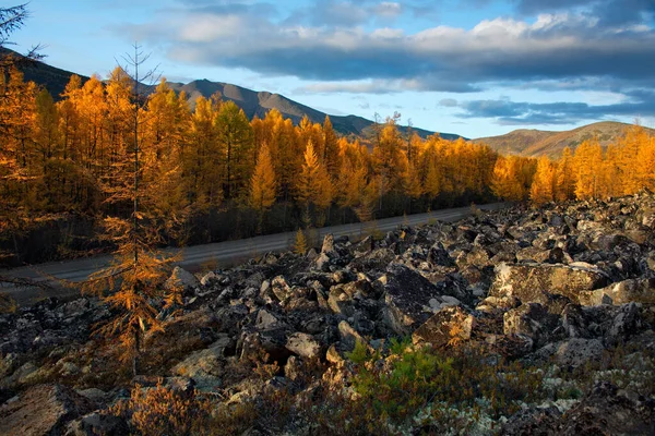 Russia. The Far East. Magadan region. Autumn sunset in the larch taiga on the stone kurumnik, popularly called stone rivers.
