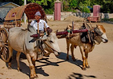 Mandalay. Myanmar. 21 Kasım 2016. İki öküz tarafından çekilen bir faytoncu, turistlerin yürüyüşe çıkmasını bekliyor. Bu Budist tapınaklarının bölgesinde olağandışı bir taksi..