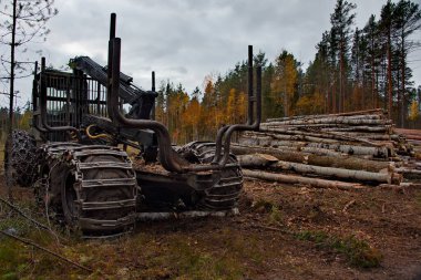 Karelia. - Rusya. Ekim 04, 2018. Yoğun bir ormanda odun taşımak için güçlü bir traktör. Özel ekipmanlar aracın bataklıklarda kolayca hareket etmesini sağlar..