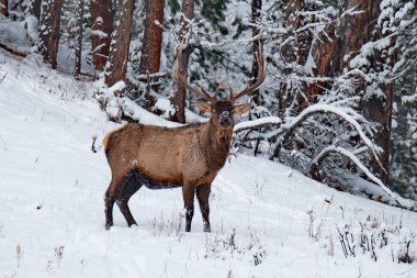 Russia. Mountain Altai. A huge Siberian deer maral grazes peacefully in the snow-covered autumn taiga.