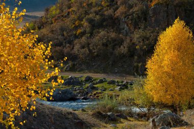 - Rusya. Batı Sibirya 'nın güneyi. Altai Dağı. Kupchegen köyü yakınlarındaki Bolşoy Ilgumen nehri vadisinde altın huş ağacı..