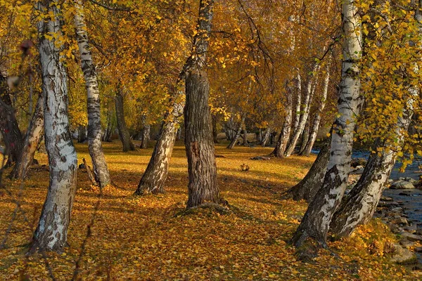 Rosja Południe Zachodniej Syberii Górski Altai Złoty Gaj Brzozowy Dolinie — Zdjęcie stockowe