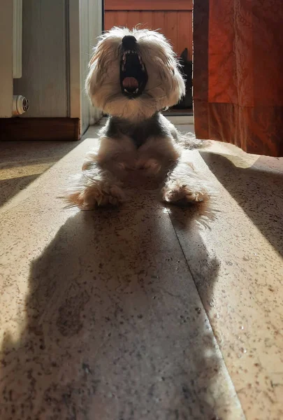 Rússia Novokuznetsk Yawning Cão Raça Yorkshire Terrier Luz Contorno Sol — Fotografia de Stock