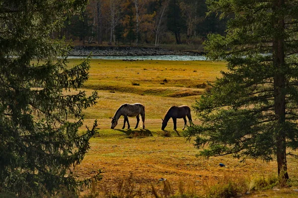 俄罗斯 西伯利亚南部 阿尔泰山 乌尔苏尔河山谷的秋天草场上 家马安详地吃着草 — 图库照片