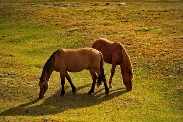 Russie Sud Sibérie Occidentale Montagne Altaï Les Chevaux Domestiques Paissent — Photo