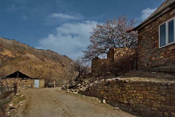 Russia Republic Dagestan Blooming Apricot Orchards High Mountain Village Koroda — Stock Photo, Image