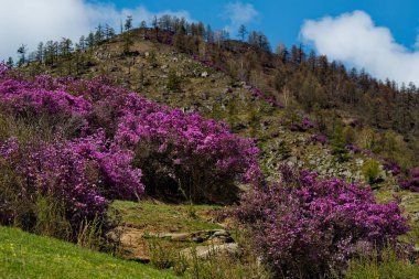 - Rusya. Batı Sibirya 'nın güneyi, Altai dağlarının bahar çiçekleri. Rododendron. Çiçek açma dönemi, pek çok turistin ilgisini çeken Altai dağlarında baharın ana olayıdır..