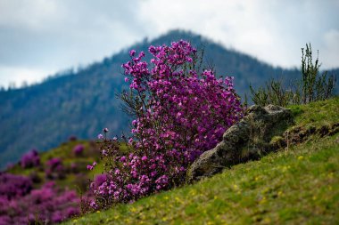 - Rusya. Batı Sibirya 'nın güneyi, Altai dağlarının bahar çiçekleri. Rododendron. Çiçek açma dönemi, pek çok turistin ilgisini çeken Altai dağlarında baharın ana olayıdır..