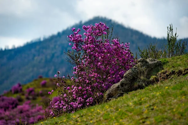 Rusko Jižně Západní Sibiře Jarní Květiny Horách Altai Rododendron Jeho — Stock fotografie